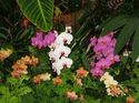 Orchids - Atlanta Botanical Gardens