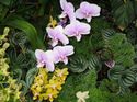 Orchids - Atlanta Botanical Gardens