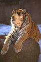 Tiger Woman