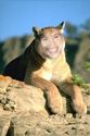 Mountain Lion