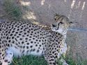 Cheetah! Just Chilling.