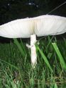 Macro Photography - Mushrooms