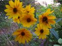 Macro Photography - Flowers