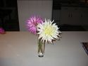Macro Photography - Flowers