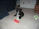 That's MY fire hydrant!!  