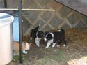 Oliver and his litter mates.