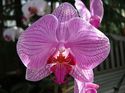 Orchids - Atlanta Botanical Gardens
