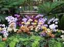Orchids - Atlanta Botanical Gardens