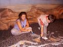 Dinosaur Dig